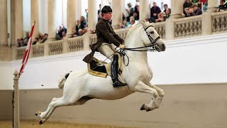 Lipizzaners The Ballerinas of the Horse World [upl. by Hurwit741]