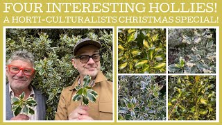 Four interesting varieties of holly  Ilex aquifolium PLUS a ring in [upl. by Nwahsak]