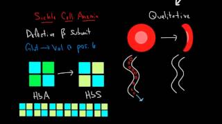 Hemoglobin and Hemoglobinopathies [upl. by Elleivap]