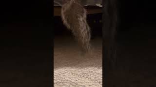 Binx vs Squirrel Tail 🙄 catshorts cats hunting huntingseason squirrel [upl. by Garrick650]