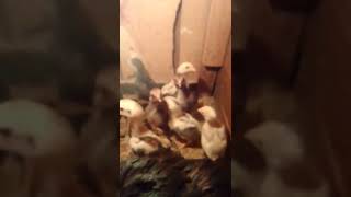 Little chicks chirping🐣🪽 Cluck Cluck🎀 fypシ゚viral foryou foryoupageシ [upl. by Dorinda87]