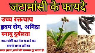 जटामांसी के क्या फायदे है  जटामांसी का प्रयोग कैसे करते हैbenefits of jatamansi todays Ayurveda [upl. by Ayatnahs]