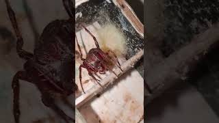 Update lang Kay tinto panot nangitlog na 😁😱 gagamba spider [upl. by Adiaj]