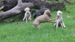 Galguinho Italiano  Italian Greyhound  Pequeno Lebrel Italiano  Canil Direnna [upl. by Yrffoeg838]