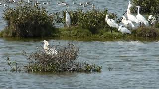 190326HP 高雄永安濕地賞鳥站●黑面琵鷺四齡繁殖夏羽理毛中 1445 [upl. by Tudor870]