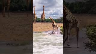 Mythbusting giraffes  Giraffe Finally Revealed 🦒 girraffe ytshorts [upl. by Anelegna]