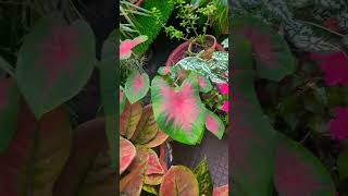 Gardening shotrs garden plants youtubeshorts love nature ❤️🌿💐 [upl. by Nivle]