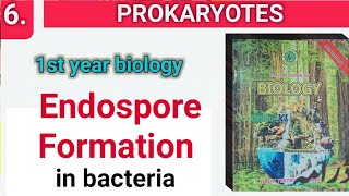 Endospore Formation in Bacteria  Prokaryotes class 11 bio chapter 6 Sindh board [upl. by Ydnew]