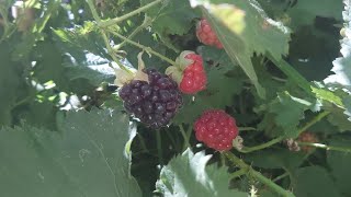 Loganberries  black rasberry from my little garden [upl. by Merkle809]