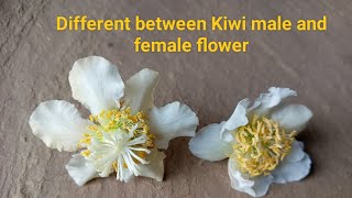 Different between Kiwi male and female flower youtubeshorts trendingshorts hamarkumaungtytshorts [upl. by Nae]