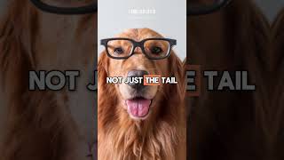 80 Golden Facts About Golden Retrievers That Will Make Your Tail Wag MUSTWATCH 2024 p15 hstm [upl. by Galina887]