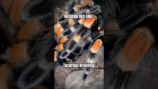 Mexican Red Knee Tarantula Breeding brachypelmahamorii youtubehighfive [upl. by Augusto]