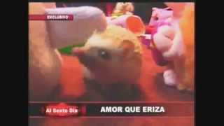 Erizos en Perú  Reportaje de quot AL SEXTO DÍA quot  Erizbaby Perú [upl. by Yrrum]