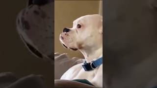 Funny Dog Clips To Watch funny trynottolaugh cat dog memes meme cute [upl. by Onileba722]