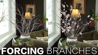 Forcing Branches  Garden Answer [upl. by Alegre730]