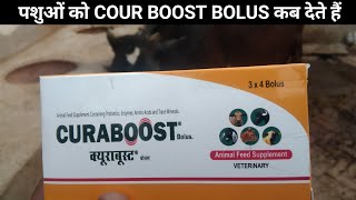 Use Veterinary CURABOOST Bolus  Animal Feed supplement Containing probiotics Enzymes Amino acid [upl. by Ianaj]