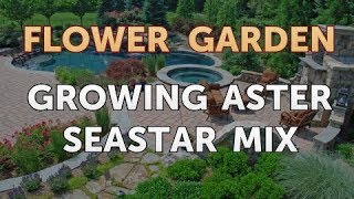 Growing Aster Seastar Mix [upl. by Astto608]