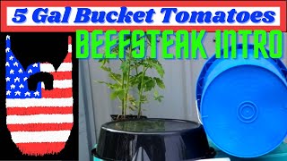 5 Gallon Bucket Tomatoes Beefsteak Intro [upl. by Claribel]