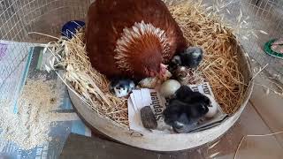 Broody Chicken Keeping Her Chicks and Eggs Incubated [upl. by Jedthus]