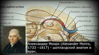 Анатомия с АВ Промежуточный мозг diencephalon и третий желудочек ventriculus tertius [upl. by Morgana]