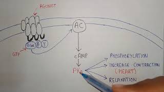 G protein coupled receptor camp pathway working  receptor in pharmacology [upl. by Thgiled]