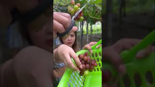 Grapes harvest food shorts [upl. by Edmunda699]