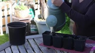 How to Plant Seeds in Cups  Seed Planting Tips [upl. by Weeks]