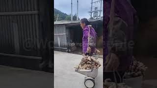 The use of balance bike in farm work [upl. by Gnim]