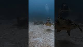 Hawksbill seaturtle at Maldives maldives underwater [upl. by Abba967]