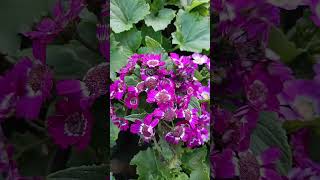 cineraria plant [upl. by Otho]