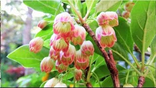 2015 4 22 更紗灯台 サラサドウダン 盆栽 Enkianthus Bonsai [upl. by Durston849]