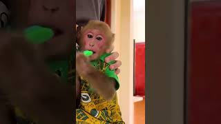 Bibis teeth are cleaned by Mom monkey monkeybibo babymonkey funny bibibaby cute shorts [upl. by Asa]