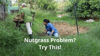 Dont Let Nutgrass Take Over The Surprising Fix You Need Now [upl. by Molly]