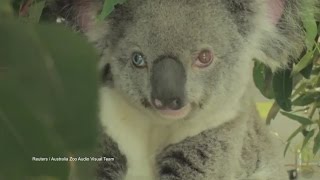 Koala Stuns with Two Different Colored Eyes [upl. by Aiht]