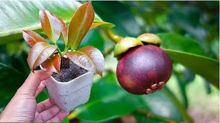 The magical way to make mangosteen immediately grow roots and young leaves [upl. by Groark]