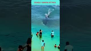 Deadly Shark Attack funny smilingmonk baby [upl. by Ynnelg]