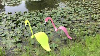 Florida Dancing Birds® Flamingos [upl. by Royo]