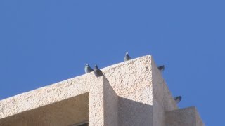 City of Albuquerque using thousands of taxpayer dollars to trap kill pigeons [upl. by Nnylekoorb59]