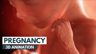 Pregnancy A MonthByMonth Guide  3D Animation [upl. by Kolnos]