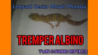 Tremper Albino Leopard Gecko Morph Monday S1 Episode 1 [upl. by Minica]