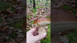 To się nie znudziło grzyby mushroom [upl. by Rimidalg]