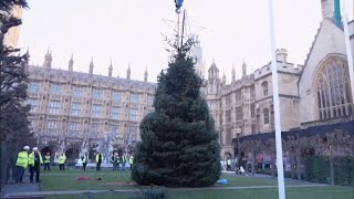 Westminster amp Trafalgar Square Christmas trees for London 2023 UKNorway 25Nov2023 [upl. by Anyehs]