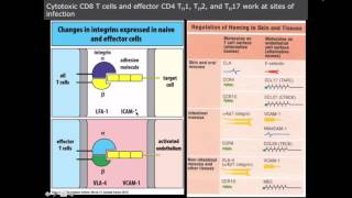 effector t cells [upl. by Astra]