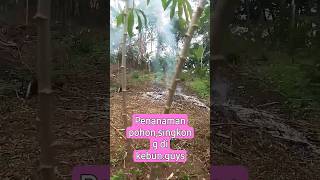 Penanaman fohon singkong di kebun guys [upl. by Dannie275]