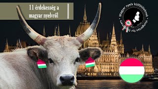 11 érdekesség a magyar nyelvről │ 11 fun facts about Hungarian │ Hungarian for foreigners [upl. by Quintin]