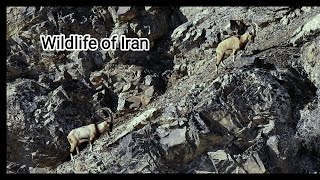 Wildlife of Iran Alamut [upl. by Nabe]