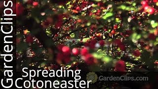 Spreading Cotoneaster  Cotoneaster divaricatus  How to grow Cotoneaster in the garden [upl. by Azne]