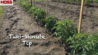 Growing DiseaseResistant Tomatoes with Heirloom Flavor [upl. by Alanah]