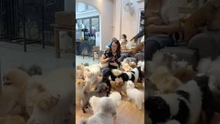 Filled with poodles pomeranians chihuahuas shih tzus Dog Country Cafe Bangkok Thailand [upl. by Ver909]