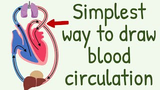 The Simplest way to show the blood circulation  Systemic Circulation amp Pulmonary Circulation [upl. by Larual]